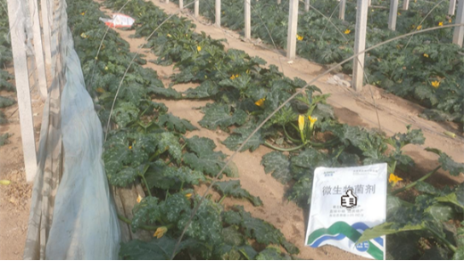 葫蘆種植用什么水溶肥好？