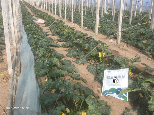 葫蘆種植-愛施蔓蔓葉微生物菌劑