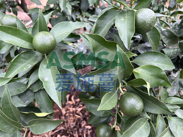 柑橘施肥用什么水溶肥好？錢大姐認(rèn)可愛施蔓