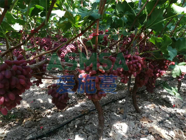 葡萄施肥用什么水溶肥好？沈大姐認(rèn)可蔓葉