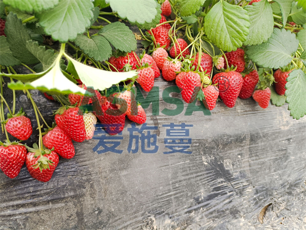 磷酸二氫鉀哪個(gè)品牌好？鄧總經(jīng)驗(yàn)之談
