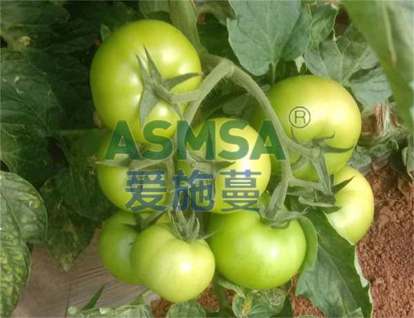 西紅柿定植用什么水溶肥好，王大哥推薦蔓葉