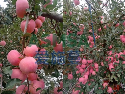 果樹施肥用什么水溶肥好？含碳水溶肥不可少