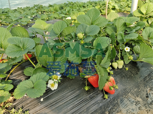 草莓施肥-愛施蔓蔓葉水溶肥