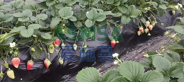 草莓施肥-愛施蔓蔓葉水溶肥