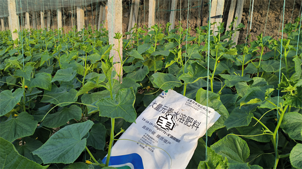 黃瓜種植用什么肥料比較好？