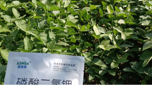 大豆種植如何防早衰