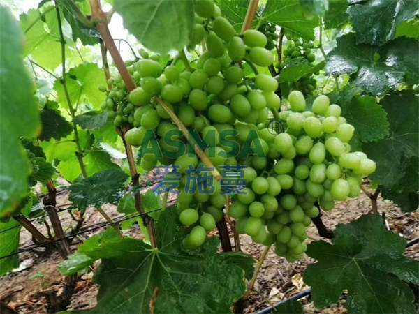 大量元素水溶肥哪個品牌好