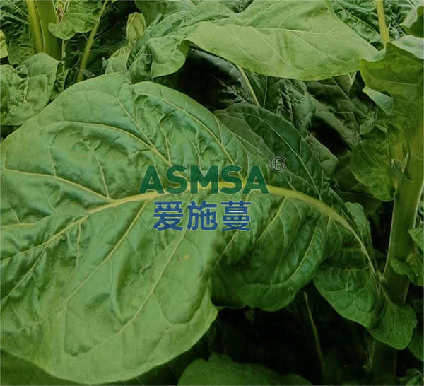 烤煙施肥-愛施蔓蔓葉水溶肥