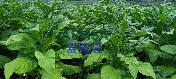 烤煙施肥-愛施蔓蔓葉水溶肥