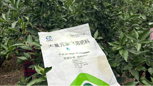 愛媛種植管理要點：肥料的選擇