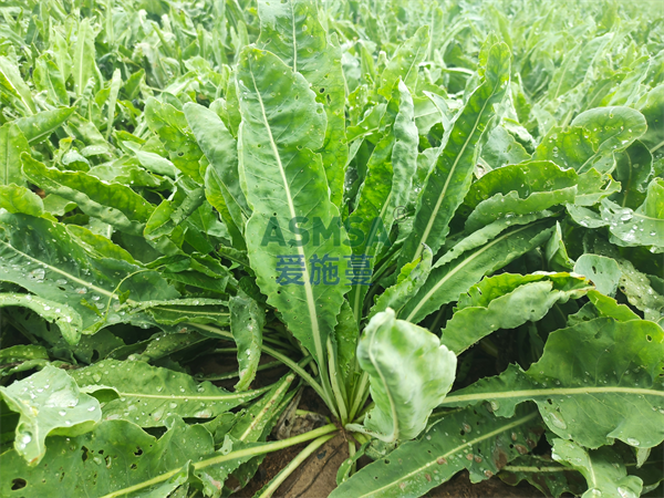 板藍根種植-愛施蔓蔓葉水溶肥