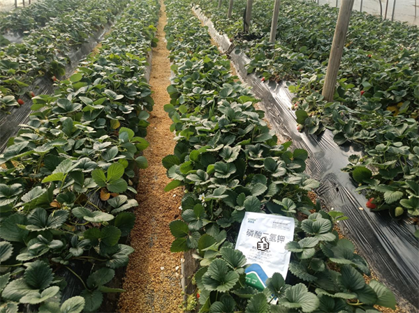 草莓種植-愛施蔓蔓葉水溶肥