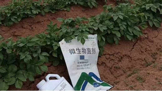 微生物菌劑——土豆種植施肥必備，增產(chǎn)又防病