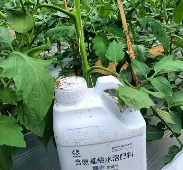 番茄施肥-愛施蔓蔓葉生根劑