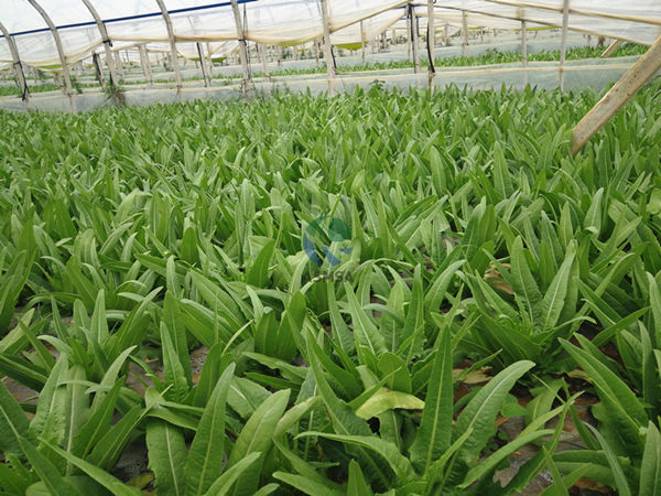 油麥菜-愛施蔓蔓葉水溶肥