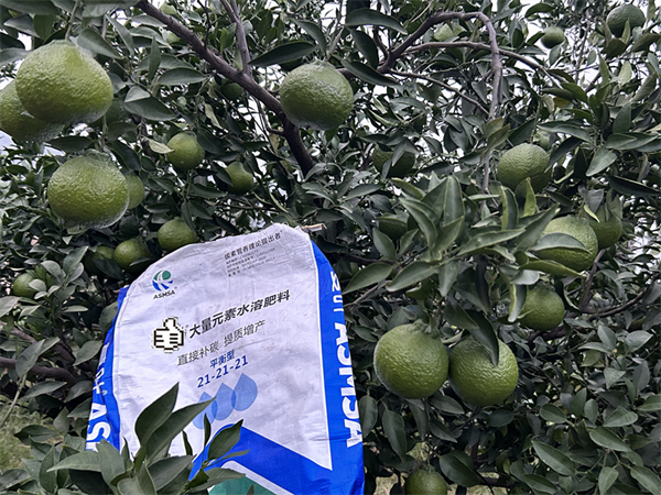 柑橘種植-愛(ài)施蔓蔓葉水溶肥