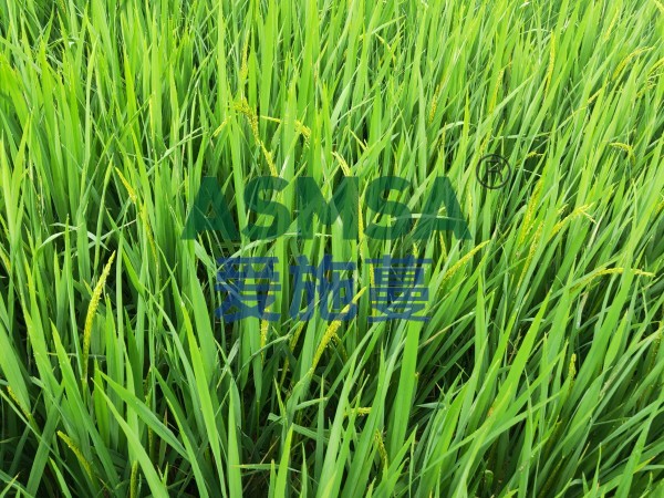 水稻施肥-愛施蔓蔓葉水溶肥