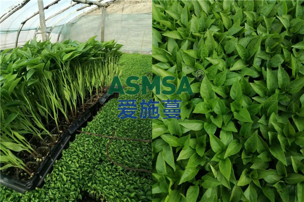 辣椒施肥-愛施蔓蔓葉水溶肥