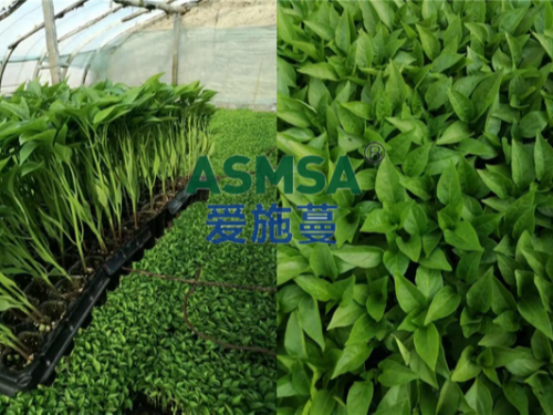 辣椒苗期用什么水溶肥好，張大哥推薦蔓葉