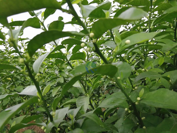 柑橘使用愛施蔓蔓葉水溶肥