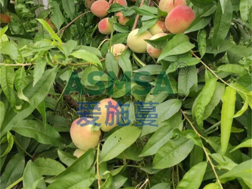 桃樹施肥用什么水溶肥好？王大姐選擇愛施蔓