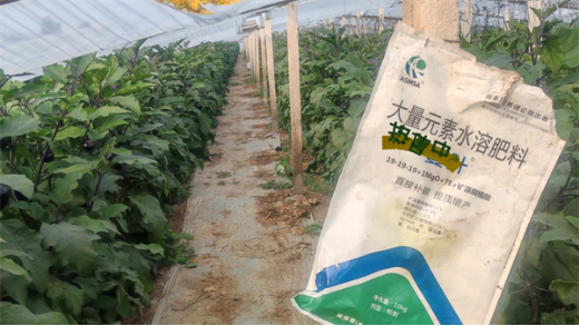 茄子用什么水溶肥好？