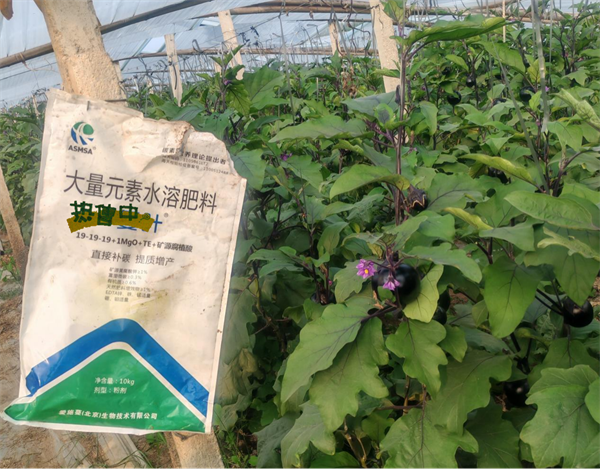 茄子種植-蔓葉大量元素水溶肥