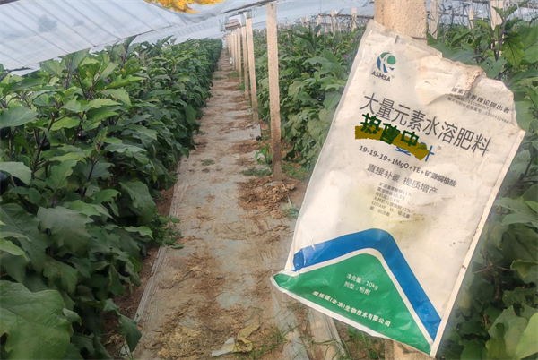 茄子種植-蔓葉大量元素水溶肥.
