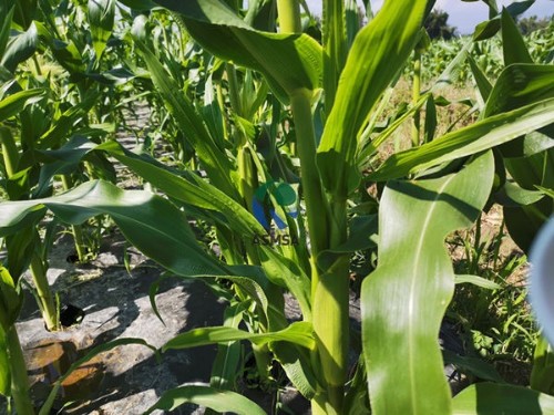 大量元素水溶肥好用么？種植戶是這樣認(rèn)為的