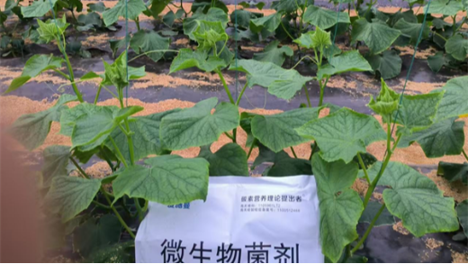 黃瓜苗期定植使用什么肥料好？