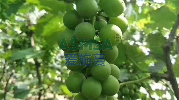 葡萄施肥-愛施蔓蔓葉水溶肥