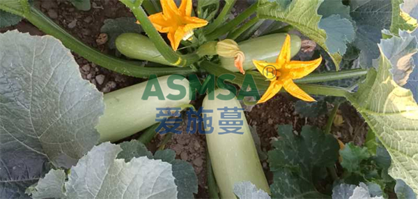 葫蘆施肥-愛施蔓蔓葉水溶肥