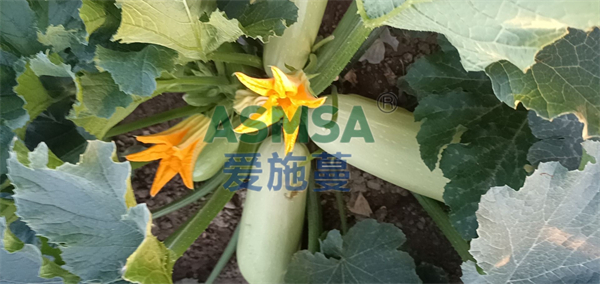 葫蘆施肥-愛施蔓蔓葉水溶肥