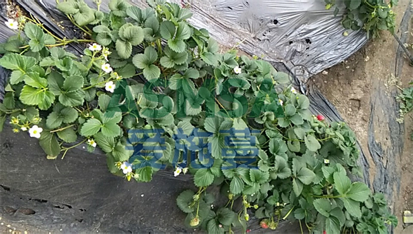 草莓施肥-愛施蔓蔓葉葉面肥