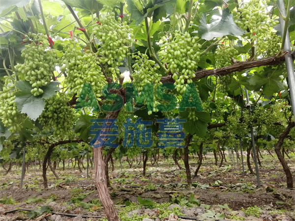 生根劑怎么選，種植戶選蔓葉