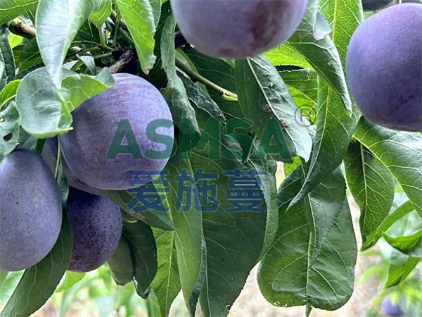 果樹缺鈣用什么鈣肥好？孫大哥選擇蔓葉