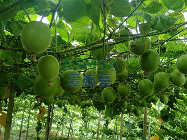 羅漢果種植用什么肥好？俞大哥選蔓葉