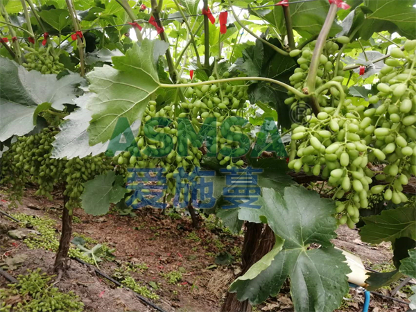 磷酸二氫鉀不是想用就能用，這些禁忌要注意
