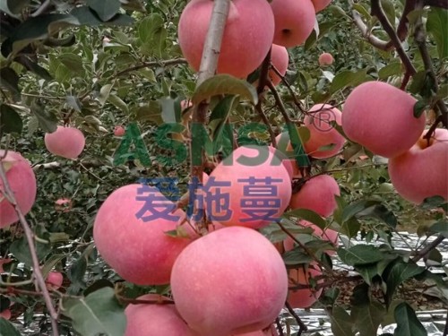 水溶肥如何解決問(wèn)題？靠什么？
