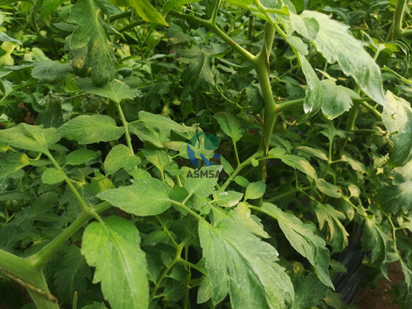 西紅柿-愛(ài)施蔓蔓葉水溶肥