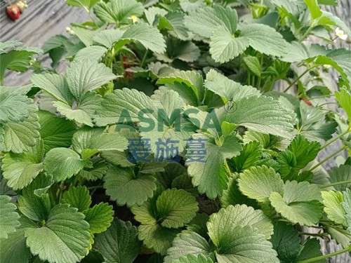 草莓種植技術與管理，張大哥分享