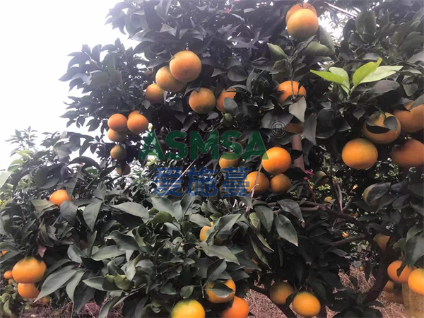 柑橘水溶肥的使用方法，吳大哥說這樣用好