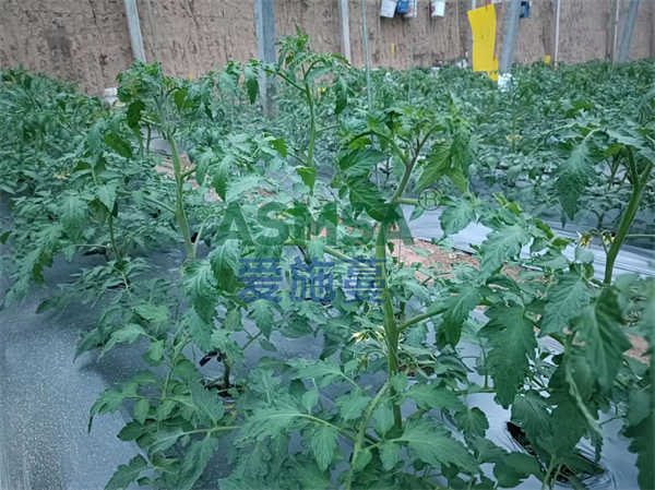 西紅柿種植如何選擇水溶肥？