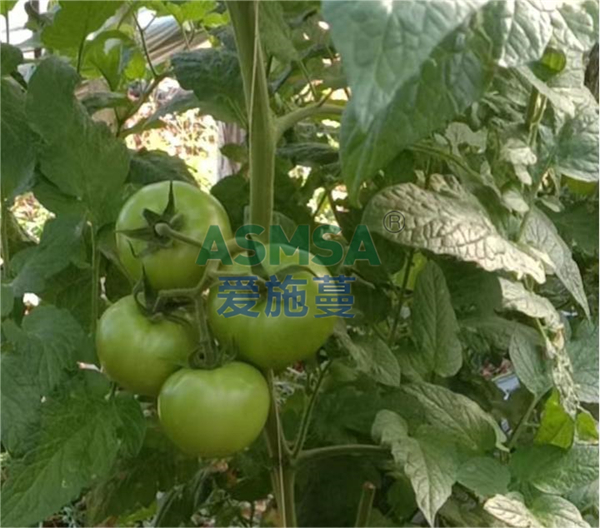 西紅柿施肥-愛施蔓蔓葉水溶肥