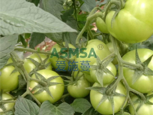 微生物菌劑，番茄種植好幫手