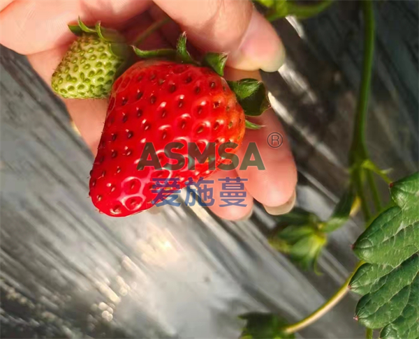 草莓施肥-愛施蔓蔓葉水溶肥