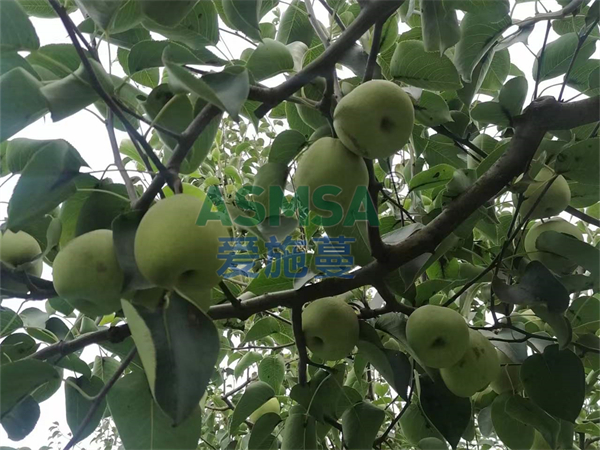 梨樹施肥-愛施蔓蔓葉水溶肥