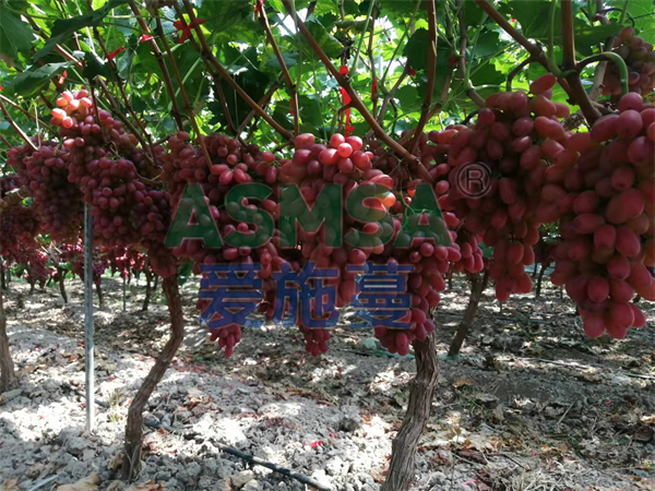 大量元素水溶肥，陳大哥只認(rèn)蔓葉