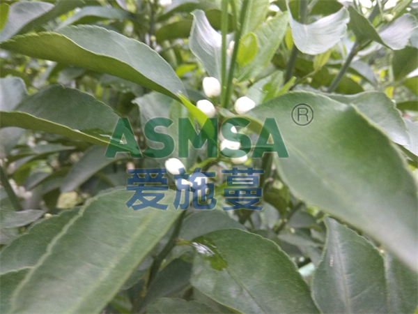 柑橘施肥-愛施蔓蔓葉水溶肥